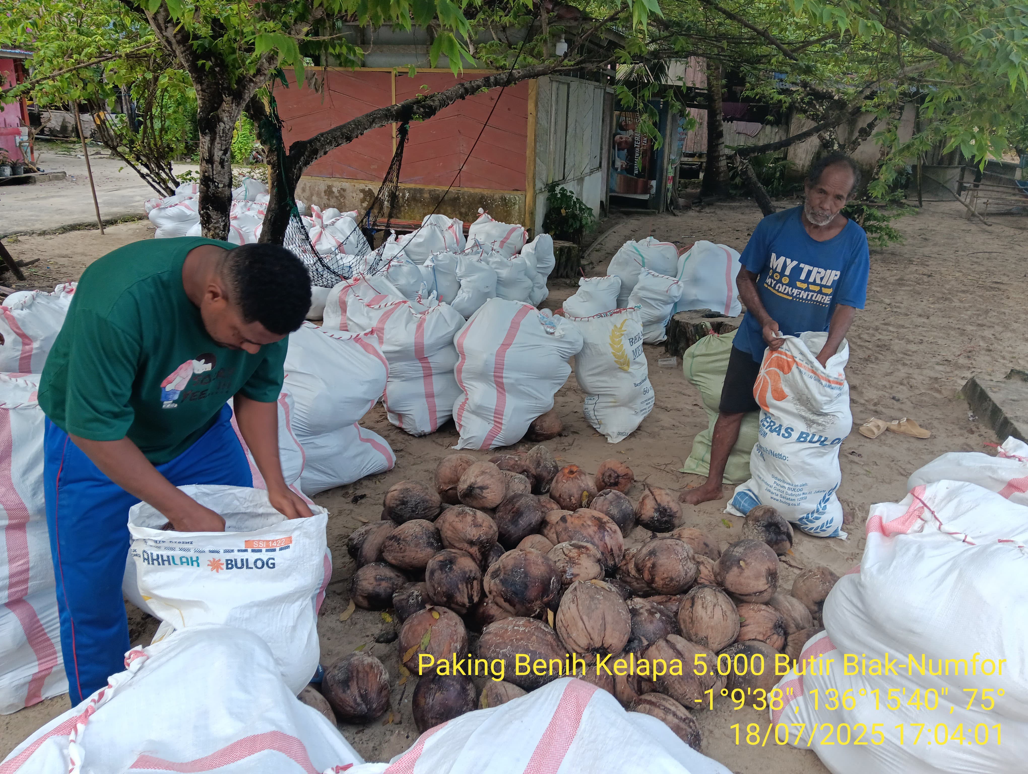 Pengembangan Perkebunan Kelapa Seluas 50 Hektar di Kabupaten Biak Numfor Mendukung Hilirisasi Produk Perkebunan