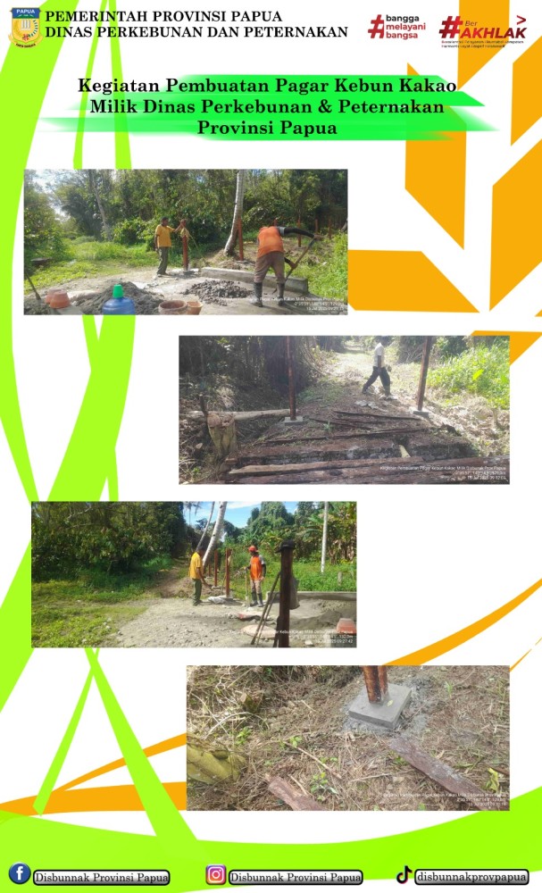 Kegiatan Pembuatan Pagar Kebun Kakao Milik Dinas Perkebunan dan Peternakan Provinsi Papua
